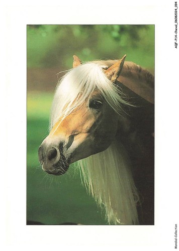 Aqfp14 1003 cheval haflinger - -,
