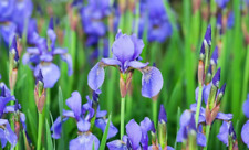 L'iris bleu,Graines d'Iris bleu,produits de mon jardin,plante Bio,fleur bio