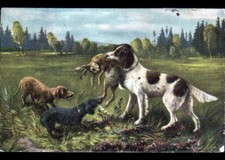 CHIEN de CHASSE au LIEVRE 