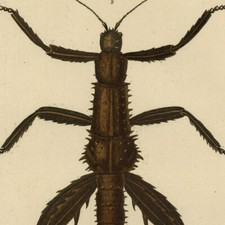 Histoire naturelle Phasme &