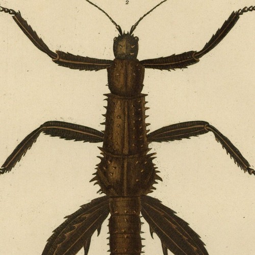 Histoire naturelle phasme - phasme, &