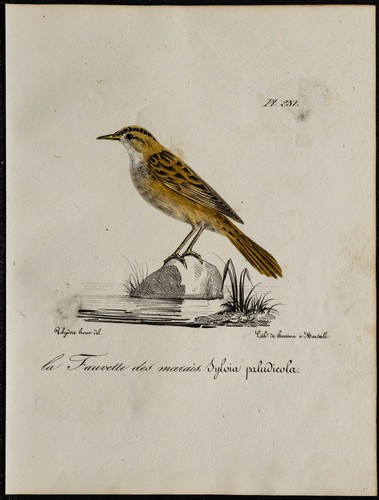 1830 phragmite aquatique - 1830,