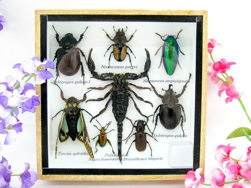 Insectes exotiques réel - 3d,