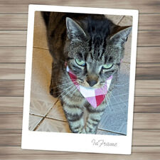 Bandana pour chat et très