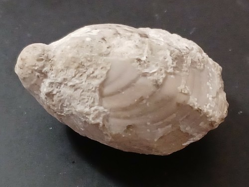 Très rare brachiopode