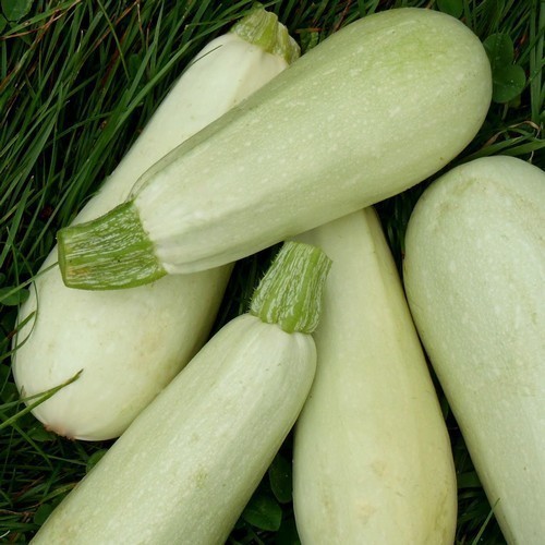 Lot graines de courgette - lot,