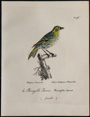 1830 tarin des aulnes rare - des,