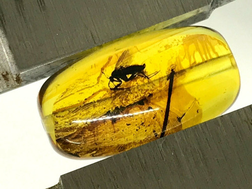 Ambre avec perle tonneau - perle,