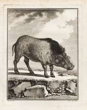 Dessin De Sanglier Africain