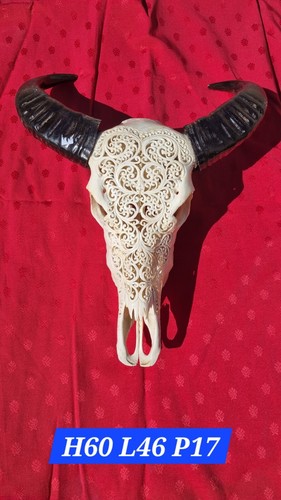 Véritable crâne buffle - véritable,