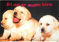 Animaux - Chiens - Labrador retriever - Chiots - Carte Neuve - Voir Timbre - CPM