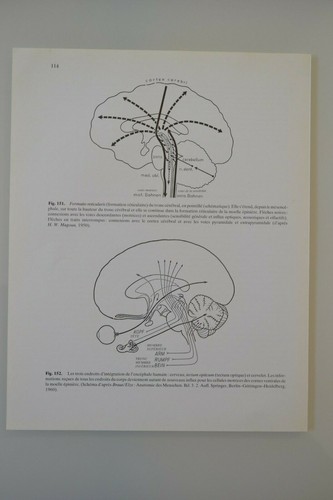 Planche anatomie humaine - planche,
