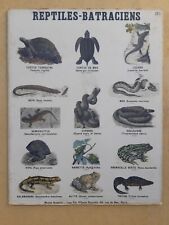 Ancienne affiche Pédagogique REPTILES - BATRACIENS serpent tortue crapaud ANIMAL