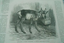Gravure 1868 - Antilope à