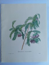 PLANCHE PJ REDOUTÉ PLUS BELLES FLEURS SPAENDONCEA LANGLOIS