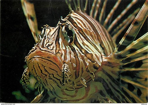 Carte postale animaux - postale,