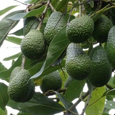 Persea americana 'Hass' - Groupe A - Avocatier très productif