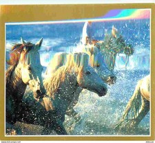 Animaux - Chevaux - La passion du cheval - Photo Serge Farissier - Camarguais da