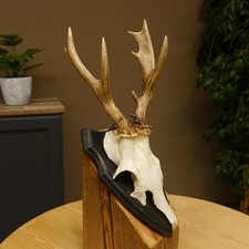 Trophée De Cerf Anormal Avec