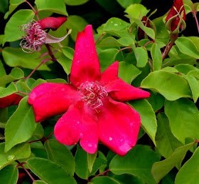 Rosa chinensis sanguinea - chinensis, 'sanguinea'