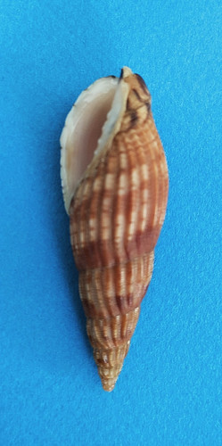 Lyria solangeae - , mm