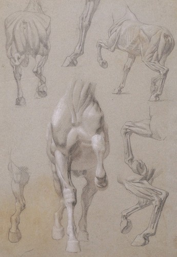Dessin art animalier étude