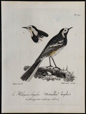 1830 - Bergeronnette grise -