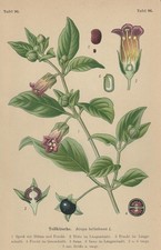 Atropa Belladonna -