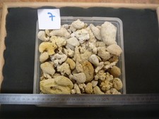 CORAUX - CORAIL  BARTONIEN - LOT N°07 X 1.600 KG -FOSSILE DU BASSIN PARISIEN