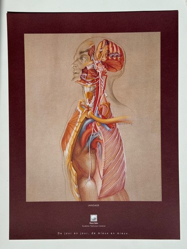 Affiche dessin anatomie - ,