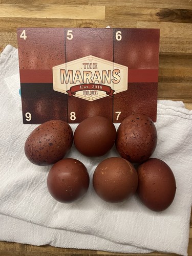 Black copper marans - black, hatching