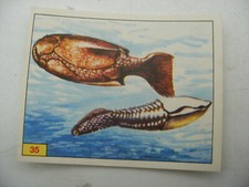 Stikers album PANINI 1992 immage Animaux Prehistorique Prehistoric Vignette n°35