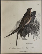 1830 - Martinet alpin -