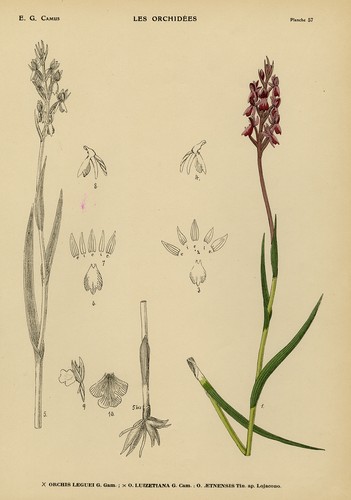 Antique print natural - antique, print-natural