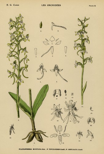 Antique print natural - antique, print-natural