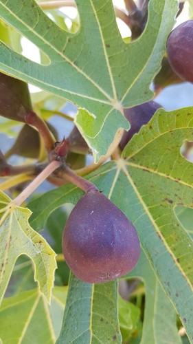 Ficus carica little miss - carica,