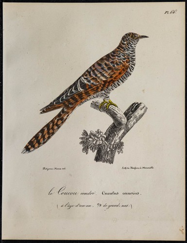 1830 coucou gris rare - coucou,