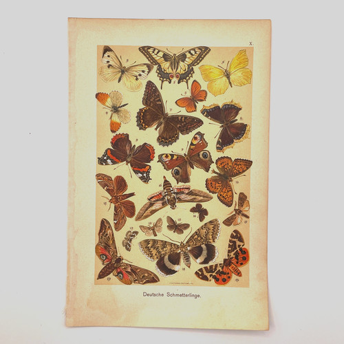 1901 chromo print butterflies - 1901,