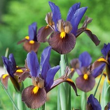 Iris Bulbes Fleurs Iris Iris
