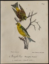1830 - Serin cini -