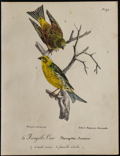 1830 serin cini - 1830,