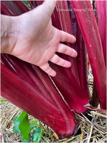 Colocasia sangria 1 plant - colocasia,