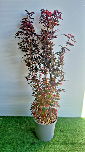 Vase balai acer - balai, palmatum