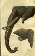 Trompe et defense d elephant GRAVURE DE BUFFON 1787