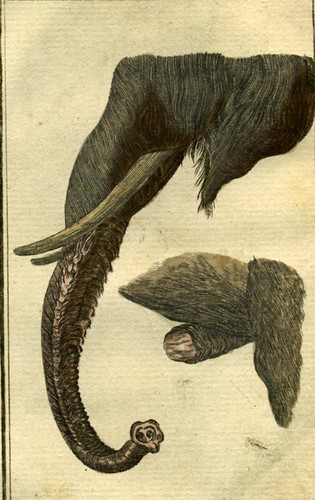 Trompe defense elephant - trompe,
