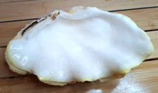 old sea shell, 22 cm long 14