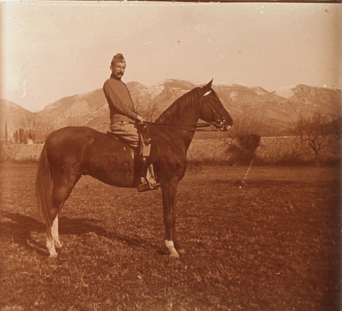 Mahammed cheval pure sang - cheval,