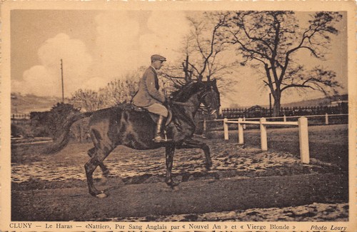 Cluny haras pur sang - 71-cluny-haras-pur,
