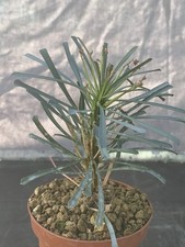 EUPHORBIA MULTIFOLIA  POT 9CM