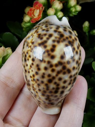 Cypraea pantherina coquillage